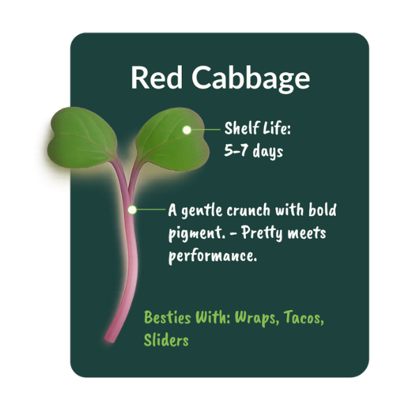 Red Cabbage - Image 3