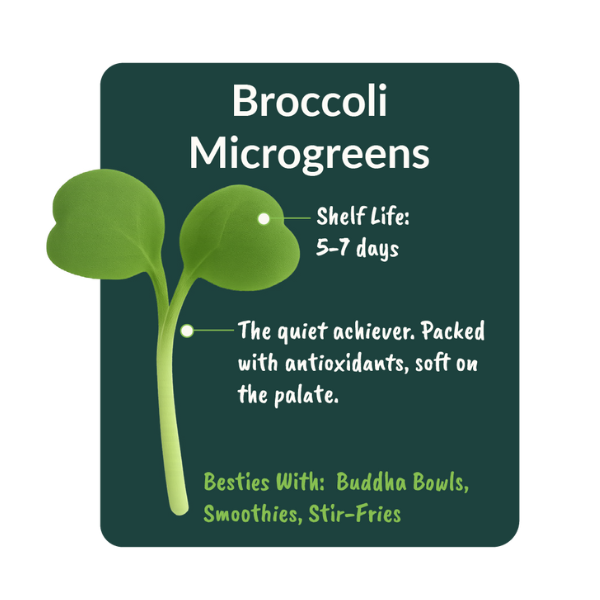 Broccoli Microgreens - Image 2