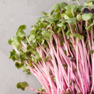 Cherry Bell Radish