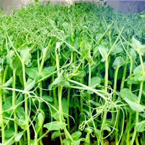 Pea Shoot