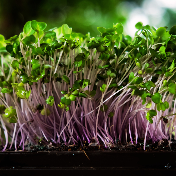 Purple Kohlrabi - Image 4