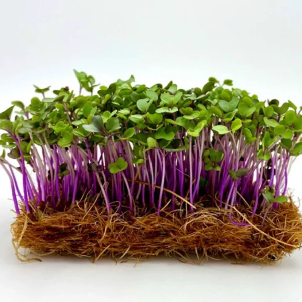 Purple Kohlrabi - Image 3