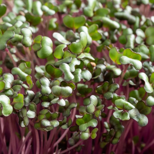 Red Cabbage - Image 2