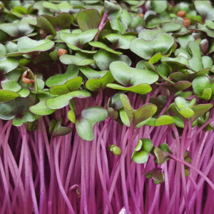 Red Cabbage