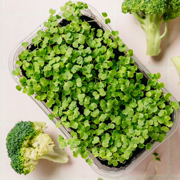 Broccoli Microgreens - Image 3