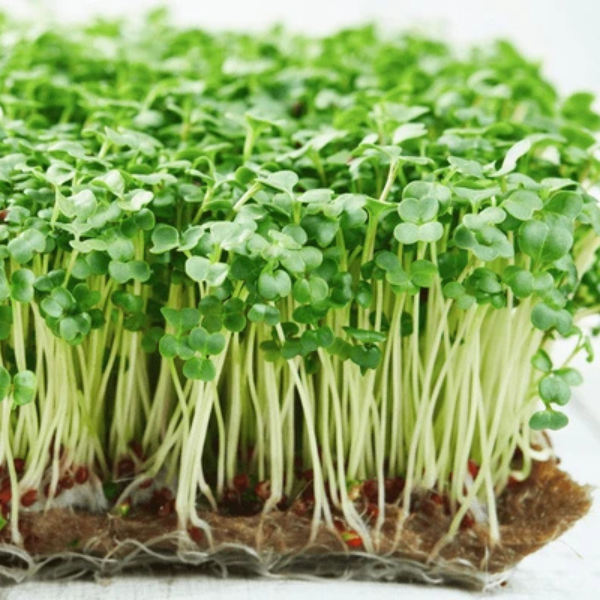 Broccoli Microgreens