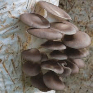 Brown oyster