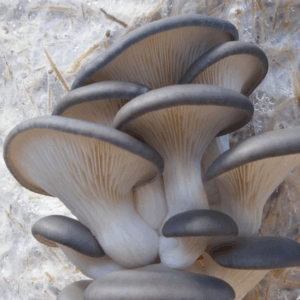 Blue oyster