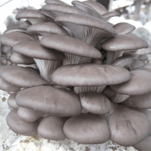 Grey oyster