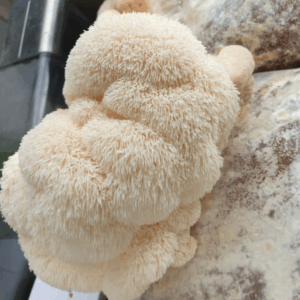 Lion's mane