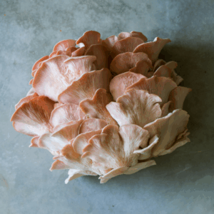 Pink oyster