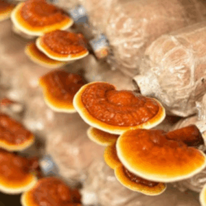 Reishi