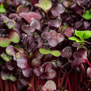 Vulcano Radish