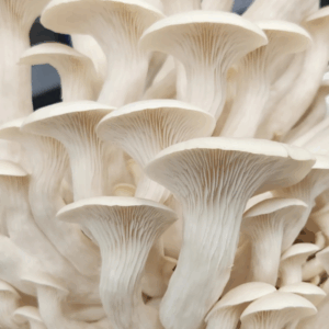 White oyster