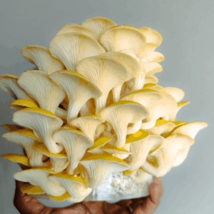 Yellow oyster